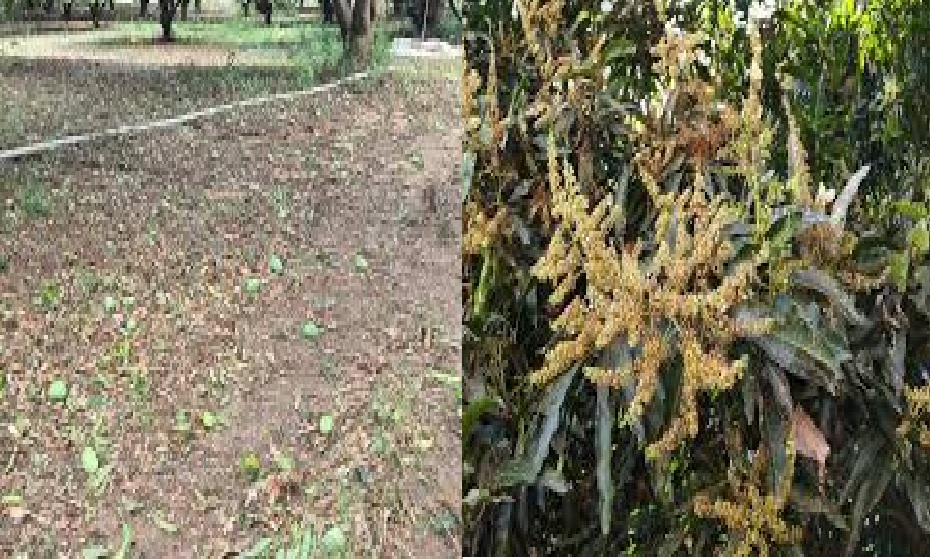 ખુડૂતોને માવઠા નો માર