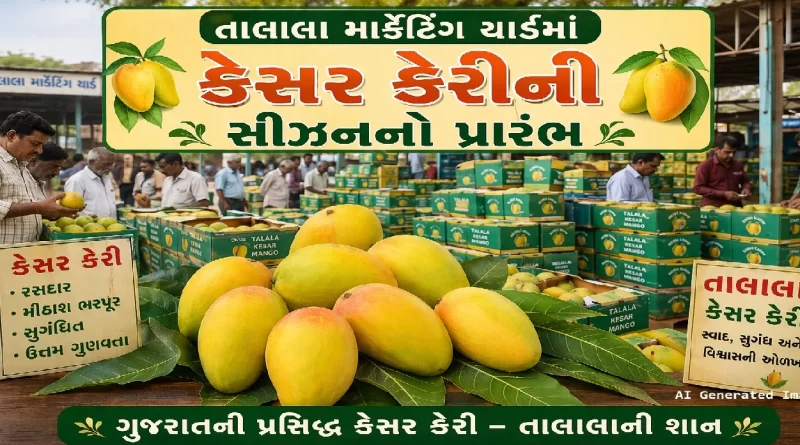 Talala APMC Kesar Mango Prices