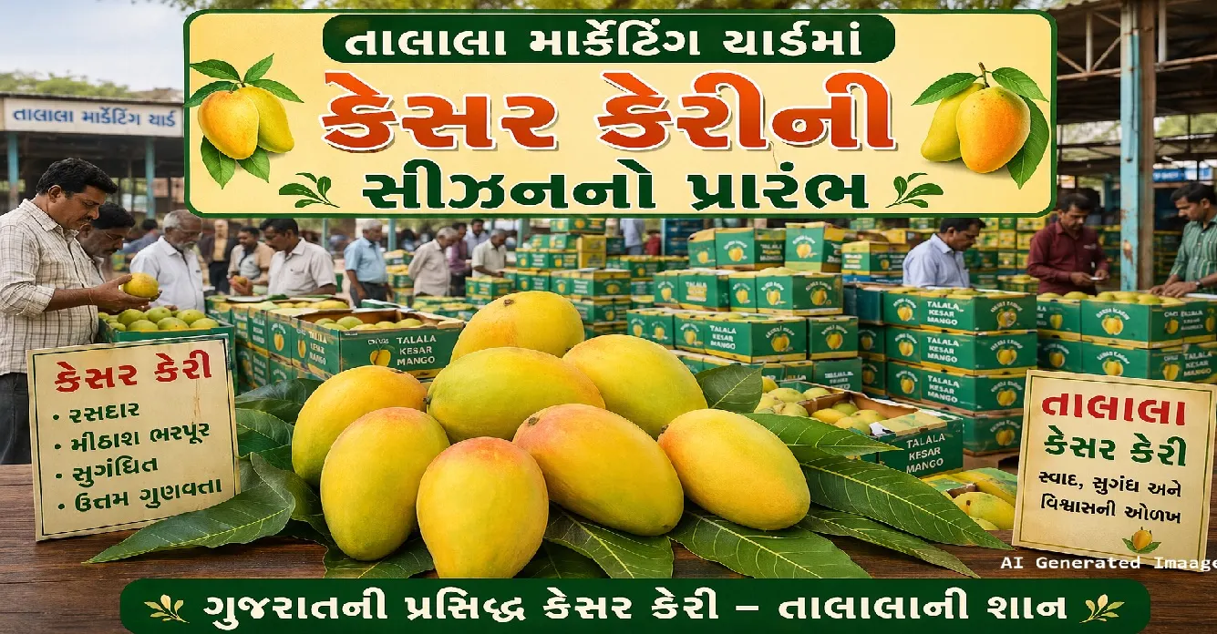 જાણો કેસર કેરી નો ભાવ