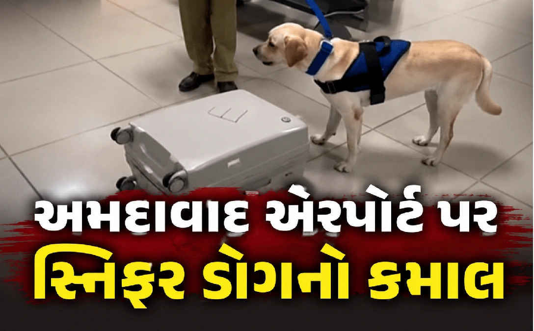 કસ્ટમ્સનો મોટો પર્દાફાશ