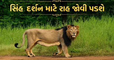 gir-safari-closed-from-16-june-to-15-october-lion-sighting-ban