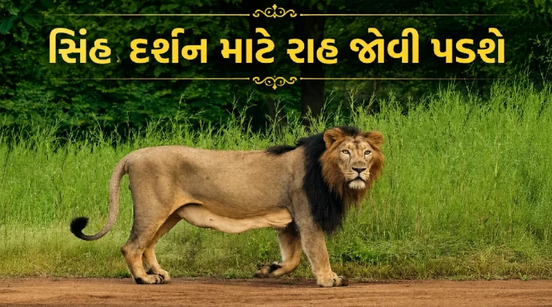 gir-safari-closed-from-16-june-to-15-october-lion-sighting-ban