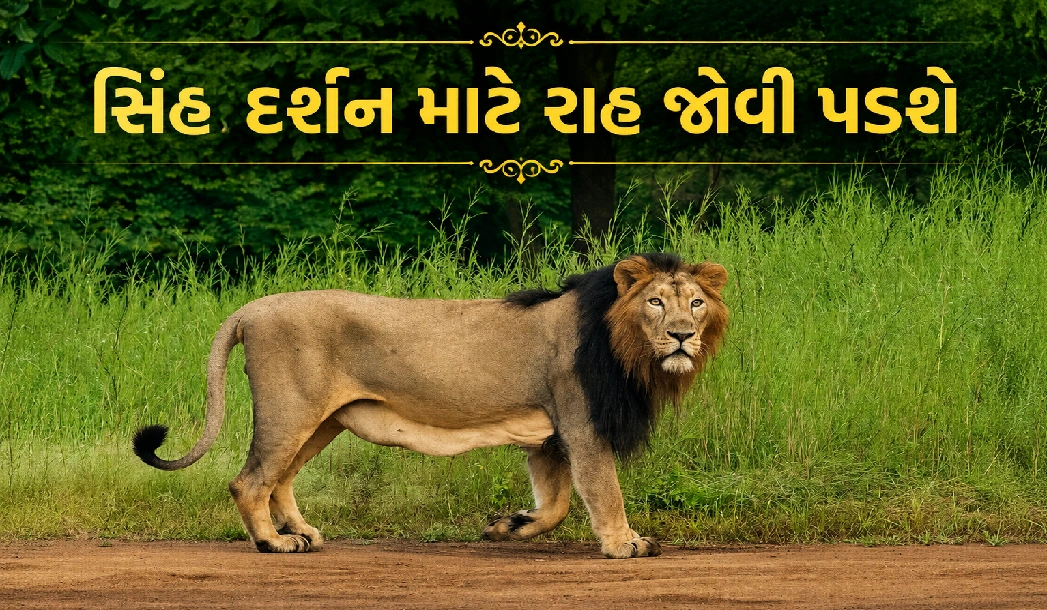ક્યારે ફરી ખુલશે ગીર અને ગિરનાર જંગલ સફારી ?