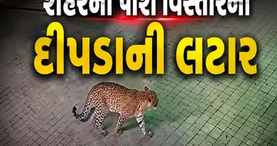 Leopard in Ahmedabad