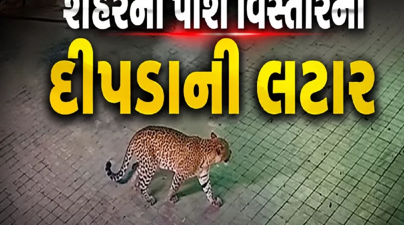 Leopard in Ahmedabad