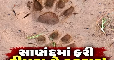 Sanand Leopard News