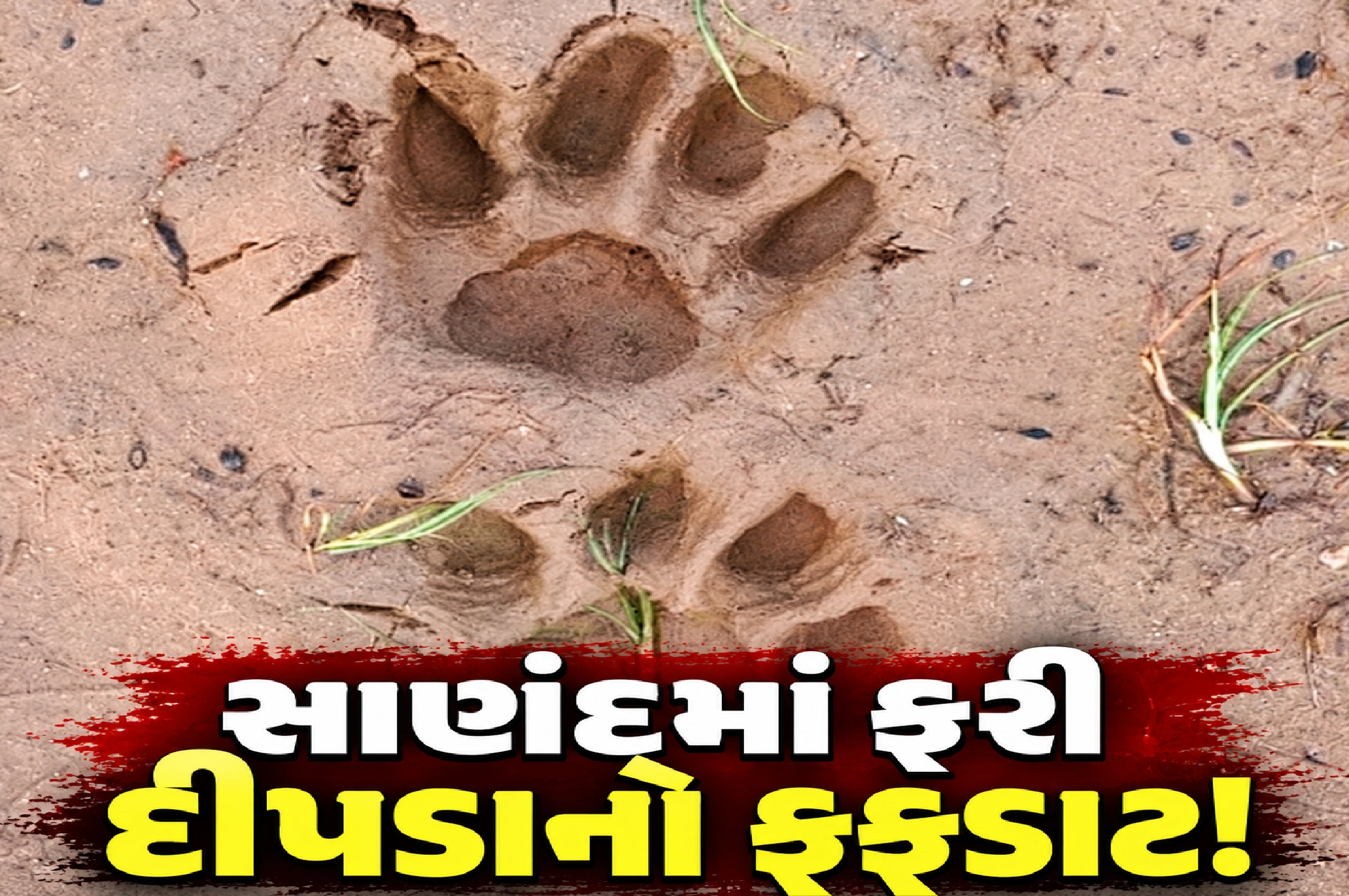 પંજાના નિશાન મળતાં વન વિભાગ દોડતું થયું