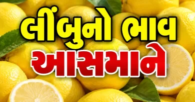 lemon price in Gujarat